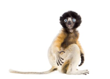 4 ay eski bebek Crowned Sifaka oturan beyaz karşı