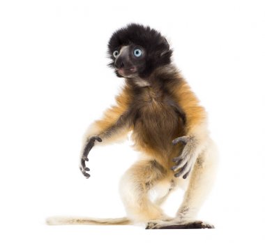 4 ay yaşlı bebek taçlı Sifaka beyaz karşı ayakta
