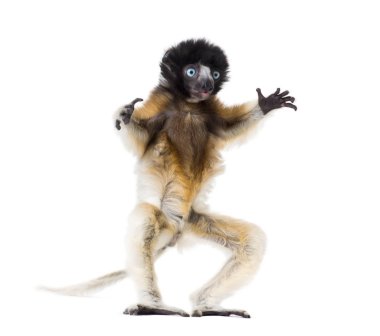 4 ay yaşlı bebek taçlı Sifaka beyaz karşı ayakta