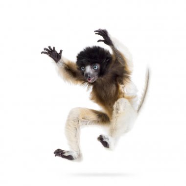 4 ay eski bebek Crowned Sifaka atlama beyaz karşı