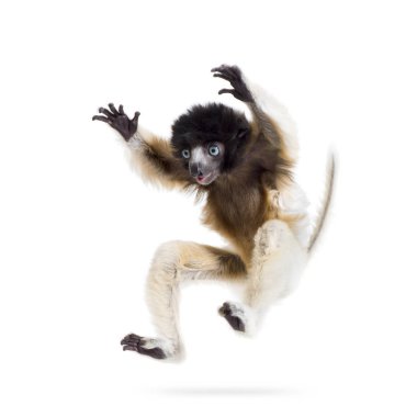 4 months old baby Crowned Sifaka jumping against white clipart