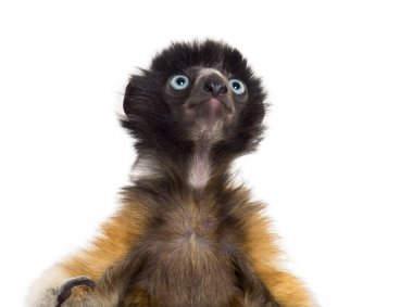 Yakın çekim 4 ay eski bebek taçlı Sifaka