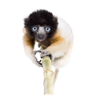 4 ay eski yaklaşan bebek Crowned Sifaka bakıyor kamera