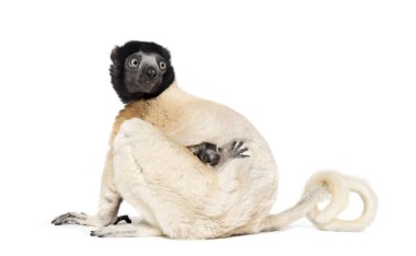 Anne Crowned Sifaka ve onu iki ay eski bebek oturma