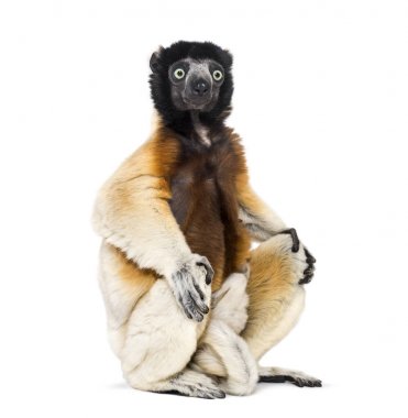 Anne Crowned Sifaka ve onu iki ay eski bebek oturma