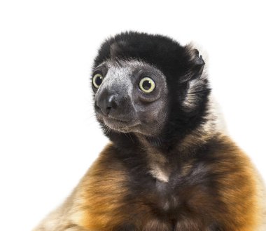 Beyaz arka plana karşı taçlı Sifaka