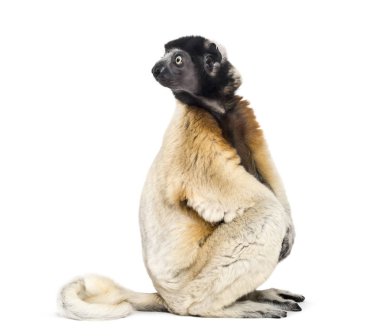 Taçlı Sifaka beyaz arka plana karşı oturuyor