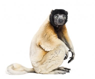 Taçlı Sifaka beyaz arka plana karşı oturuyor