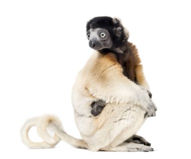 Anne Crowned Sifaka ve onu iki ay eski bebek oturma