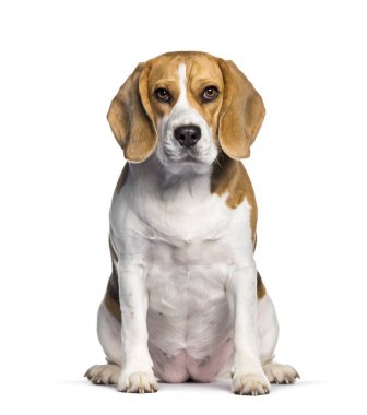 Beagle beyaz arka planda oturan