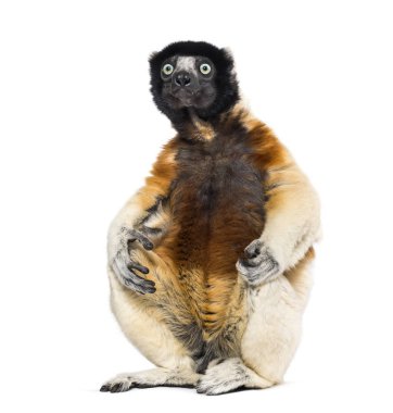 Taçlı Sifaka beyaz arka plana karşı oturuyor