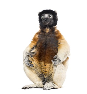 Taçlı Sifaka beyaz arka plana karşı oturuyor