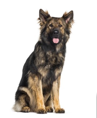 Alman çoban, 2 yıl, beyaz arka planda oturan