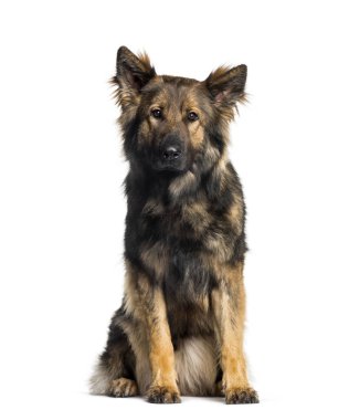 Alman çoban, 2 yıl, beyaz arka planda oturan