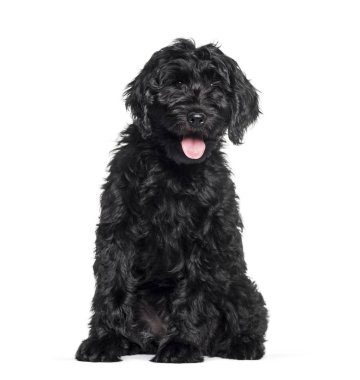 Beyaz arka plana karşı oturan karma cins Labradoodle