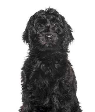 Beyaz backgrou karşı kamera bakarak karma cins Labradoodle