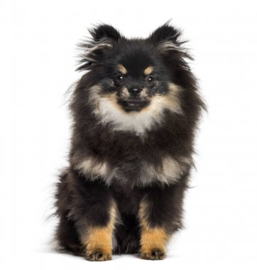Pomeranian, 1 yıl, beyaz arka planda oturan