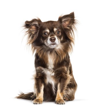 Beyaz arka plan üzerinde oturan chihuahua