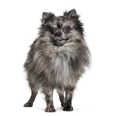 Pomeranian, 5months, beyaz arka planda ayakta
