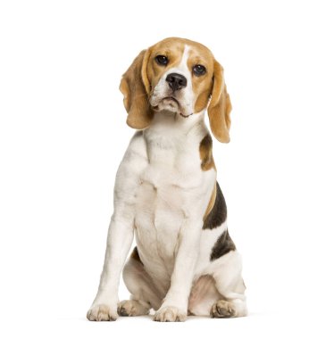 Beagles dog sitting against white background