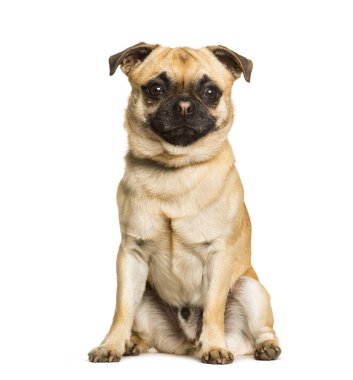 Chug köpek bir melez bir pug ve bir Chihuahua oturma arasında