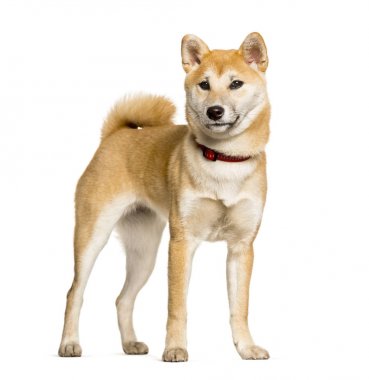Shiba Inu ayakta beyaz bir arka plana dayanır