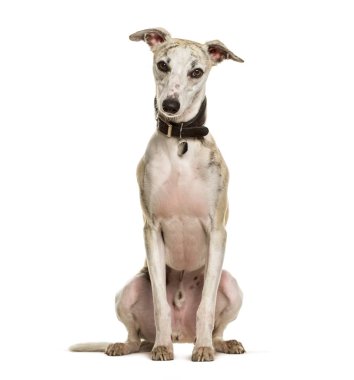 Sighthound köpek beyaz arka planda oturan