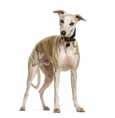 Beyaz arka planda sighthound köpek ayakta