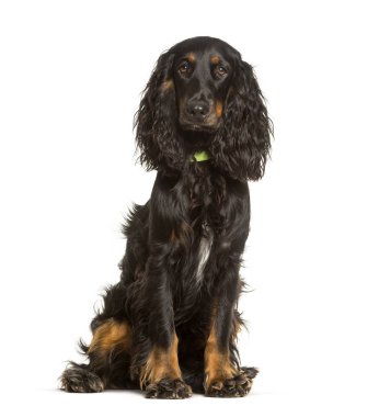 Beyaz arka plana karşı oturan İngiliz Cocker Spaniel köpek
