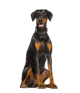 Beyaz arka planda oturan Doberman köpek panting
