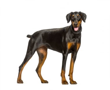 Beyaz arka plana karşı ayakta panting Doberman köpek