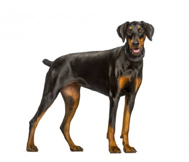 Beyaz arka plana karşı ayakta panting Doberman köpek
