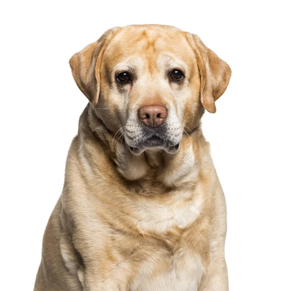Labrador blickt auf Kamera vor weißem Hintergrund — Stockfoto