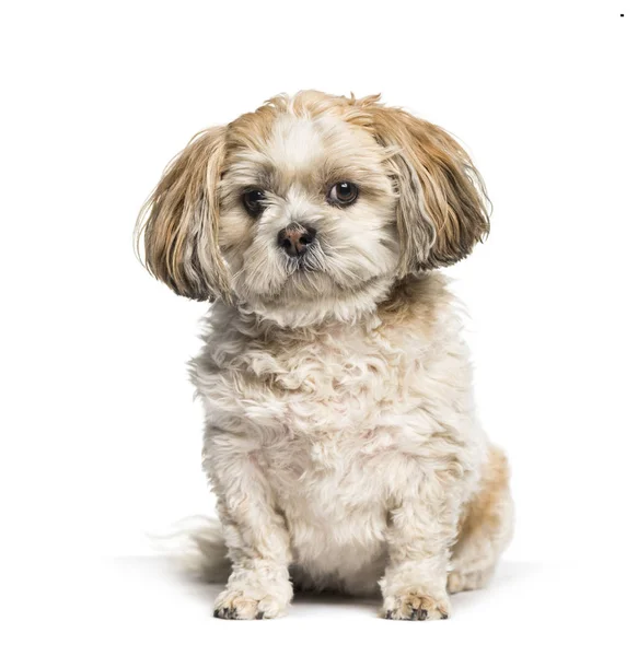 Cão misto sentado contra fundo branco — Fotografia de Stock