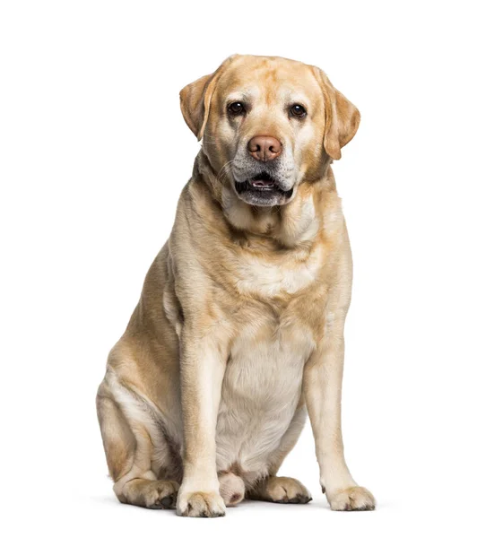 Labrador sitzt vor weißem Hintergrund — Stockfoto