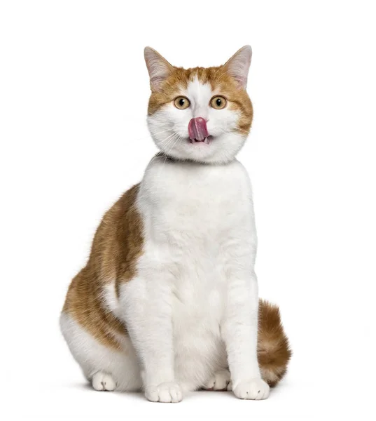 Mixed-breed cat sitting against white background — Stock Photo, Image