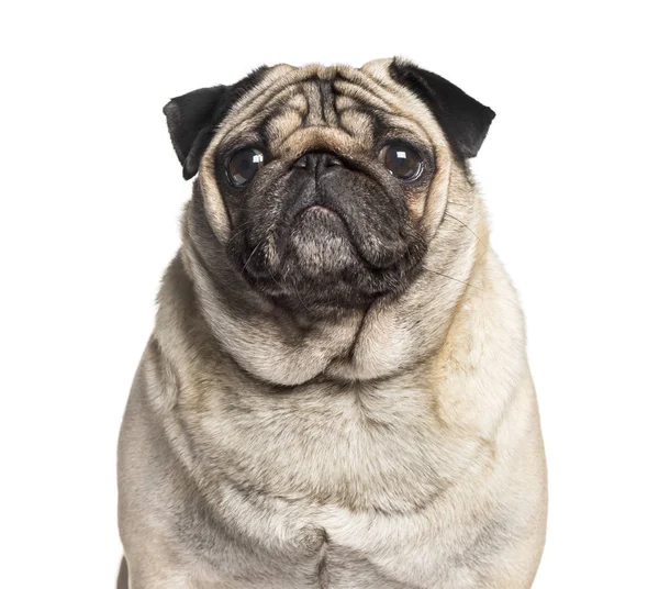 Carlin looking at camera against white background, pug — Stock Photo, Image