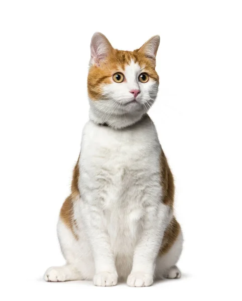 Mixed-breed cat sitting against white background — Stock Photo, Image