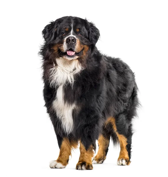 Bernese perro de montaña sentado sobre fondo blanco —  Fotos de Stock