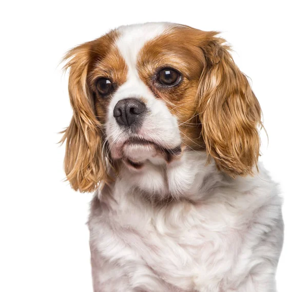 Cavalier King Charles Spaniel mot vit bakgrund — Stockfoto