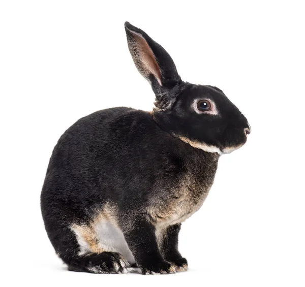 Rex konijn zittend tegen witte achtergrond — Stockfoto