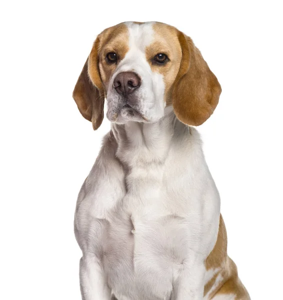 Beyaz arka plana karşı kamera bakarak Beagle köpek — Stok fotoğraf