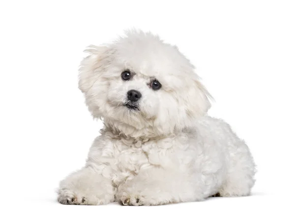 Bichon Frise looking at camera against white background — Stock Photo, Image