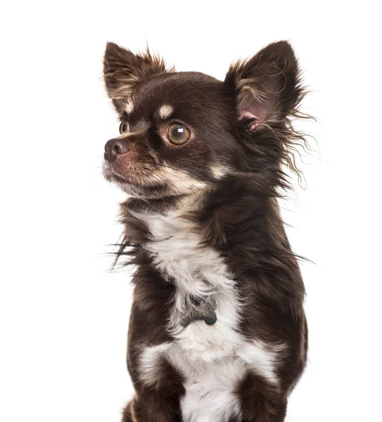 Chihuahua sullo sfondo bianco — Foto Stock