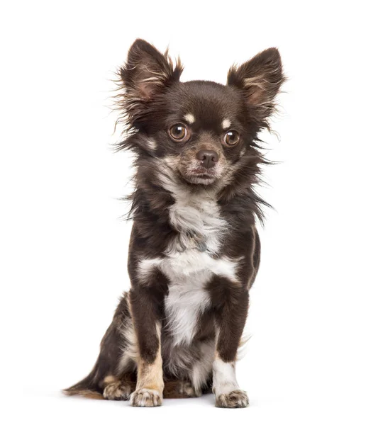 Chihuahua seduta su sfondo bianco — Foto Stock