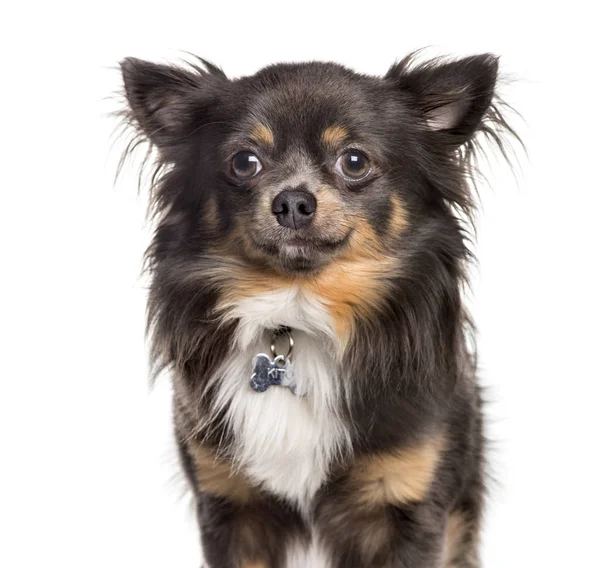 Chihuahua tittar på kameran mot vit bakgrund — Stockfoto