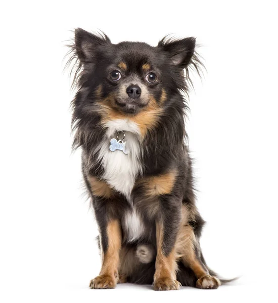 Chihuahua sitzt vor weißem Hintergrund — Stockfoto