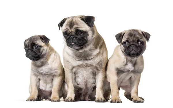 Mother Pug and her puppies sitting against white background — Stock Photo, Image