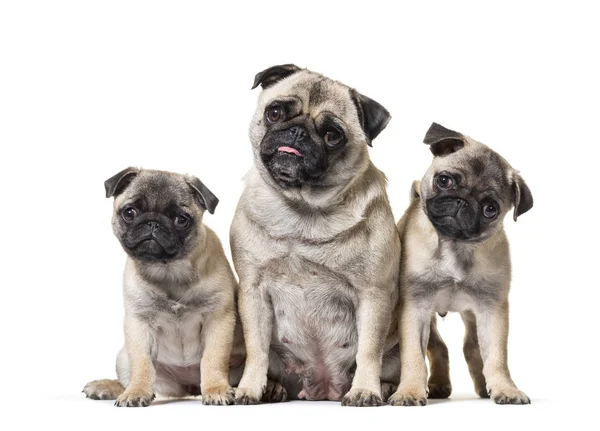 Madre Pug y sus cachorros sentados sobre fondo blanco — Foto de Stock