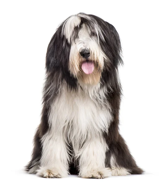 Bearded Collie sitter mot vit bakgrund — Stockfoto